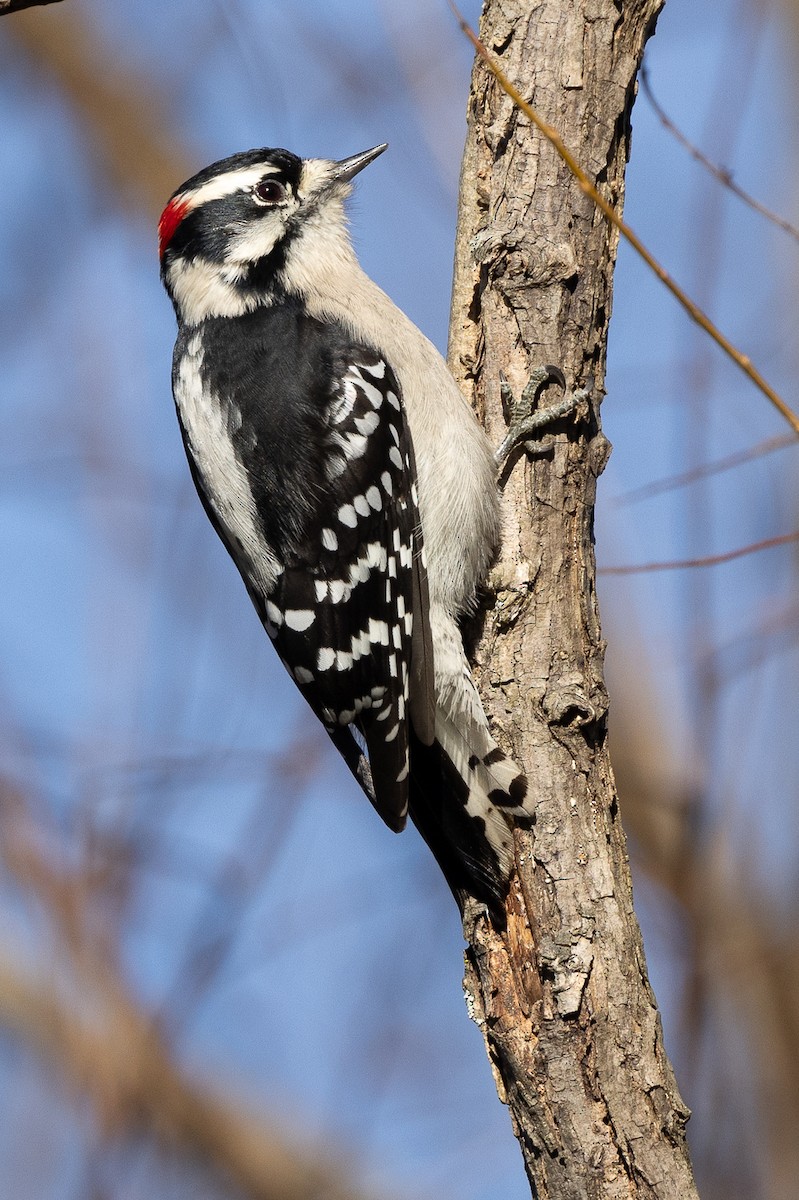 Downy Woodpecker (Eastern) - ML627437522