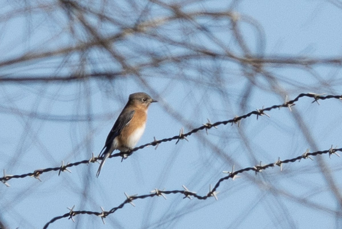 Eastern Bluebird - ML627437524