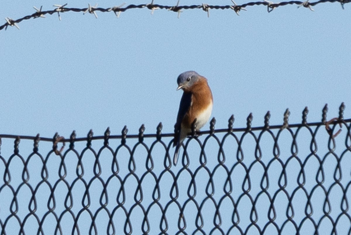 Eastern Bluebird - ML627437525