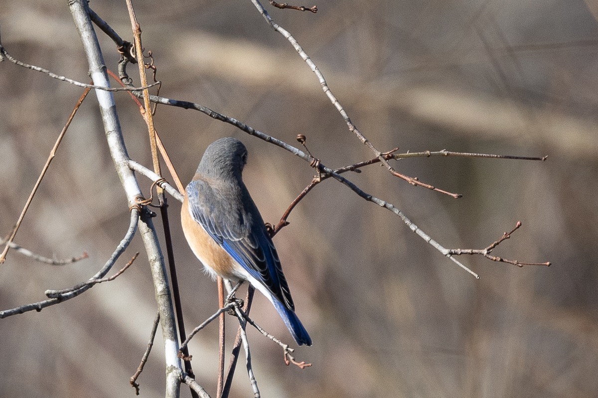 Eastern Bluebird - ML627437526