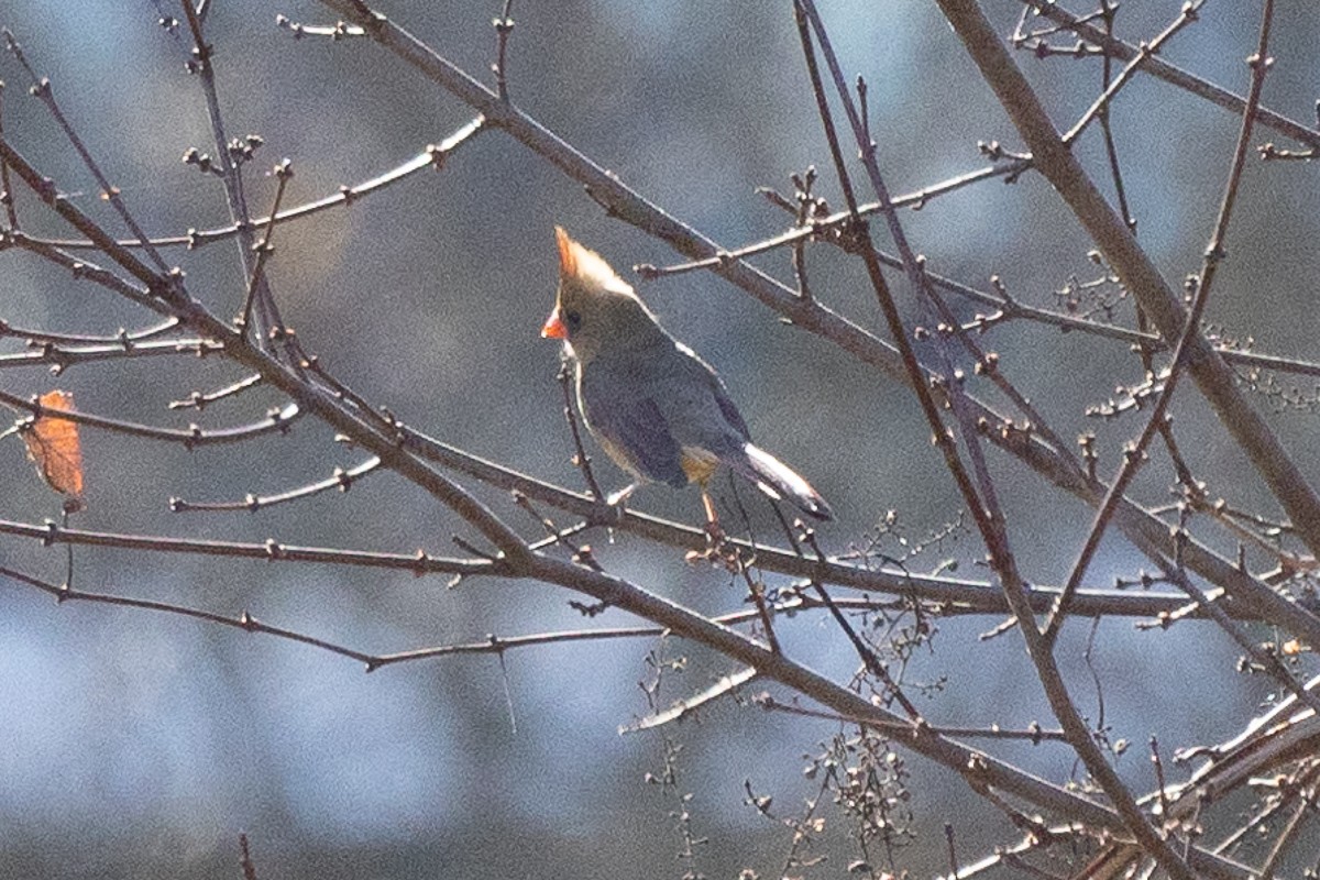 Northern Cardinal - ML627437528