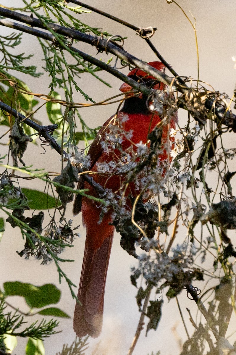 Northern Cardinal - ML627437529