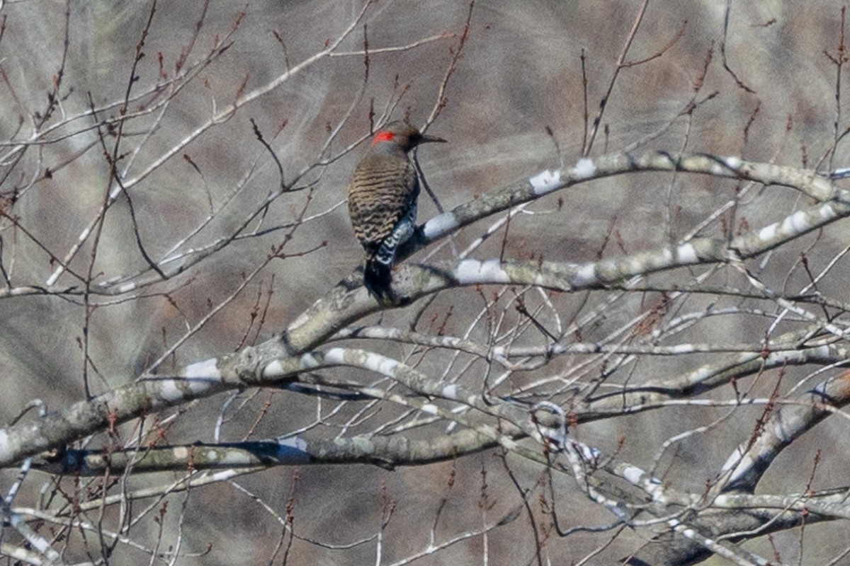 Northern Flicker (Yellow-shafted) - ML627437543