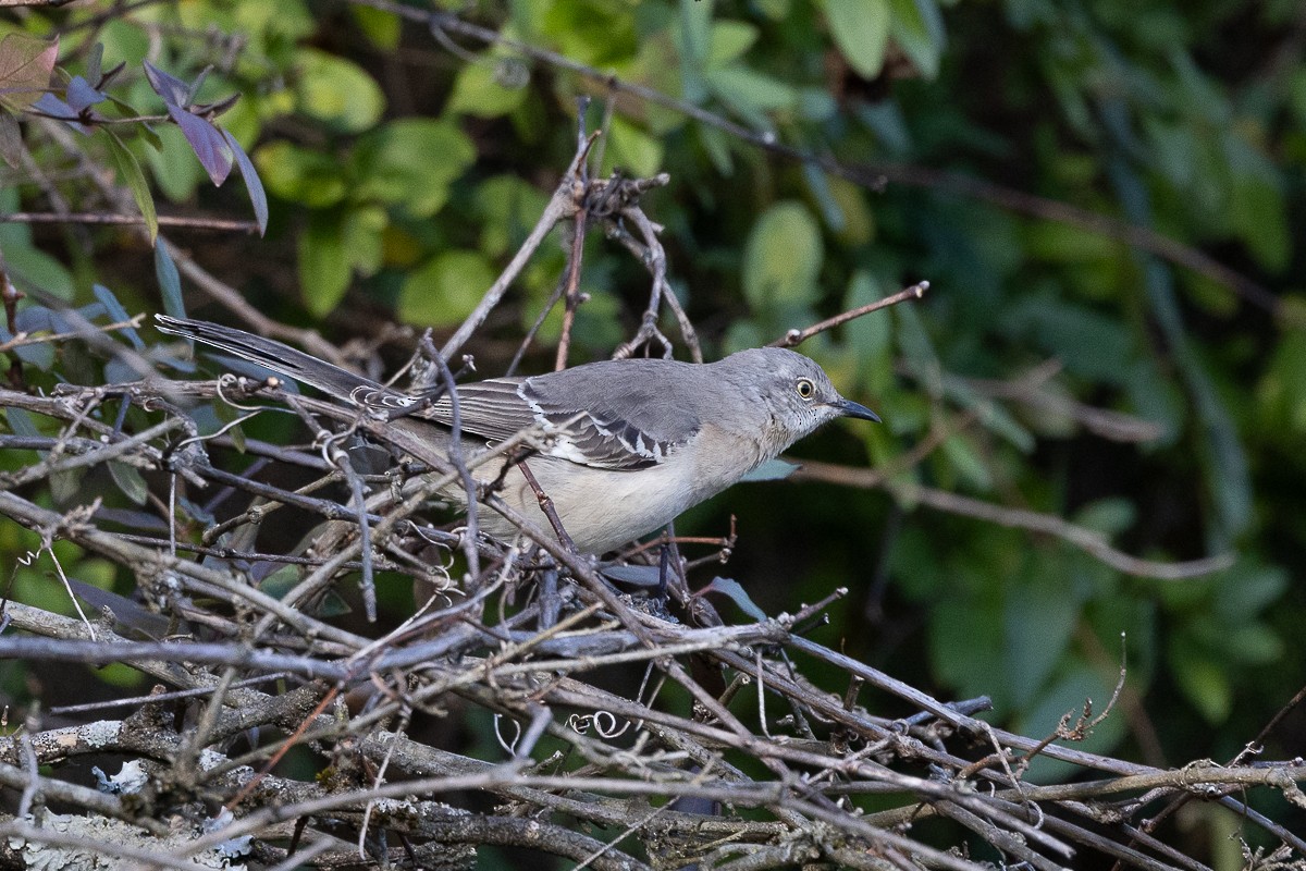 Northern Mockingbird - ML627437547