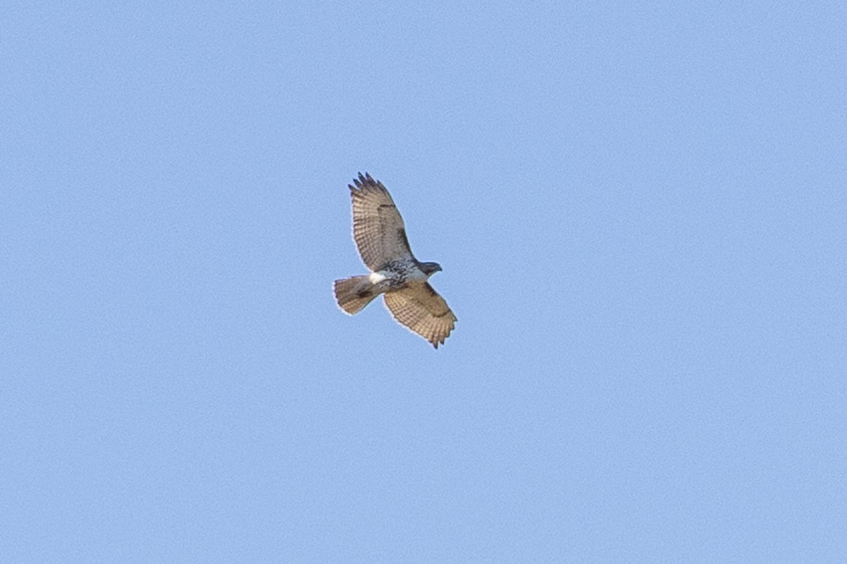 Red-tailed Hawk - ML627437556