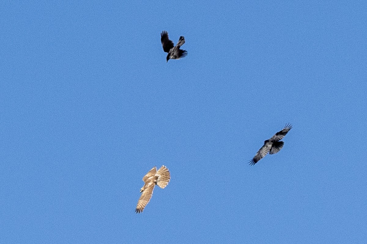 Red-tailed Hawk - ML627437557