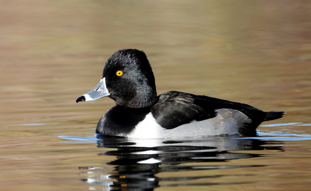 Ring-necked Duck - ML627437562