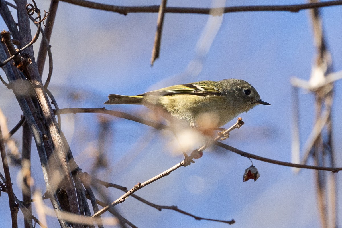 Ruby-crowned Kinglet - ML627437564