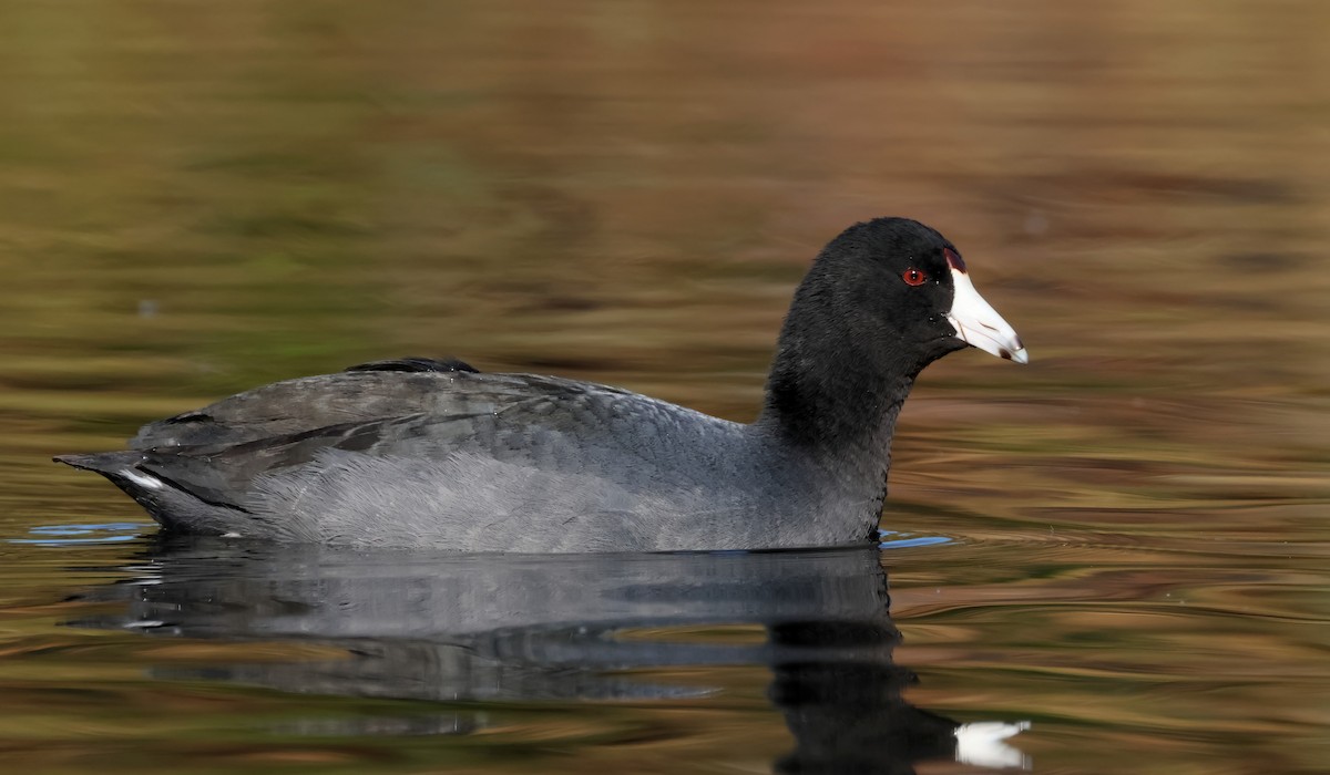 American Coot - ML627437567