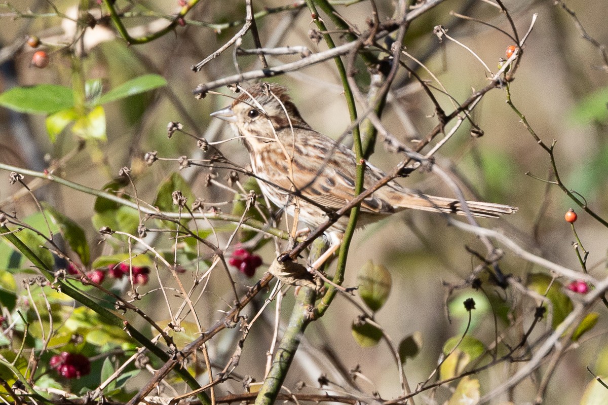 Song Sparrow - ML627437570