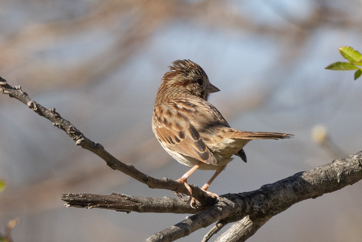 Song Sparrow - ML627437571