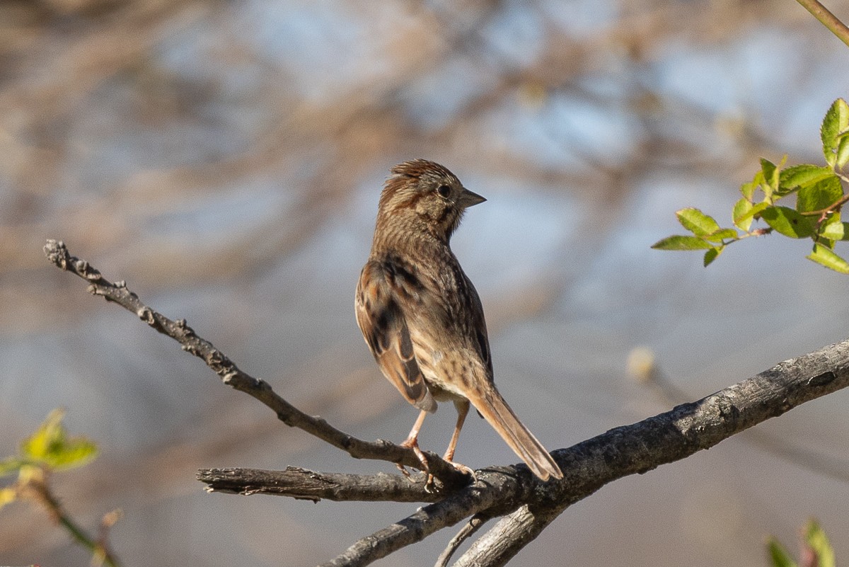 Song Sparrow - ML627437572