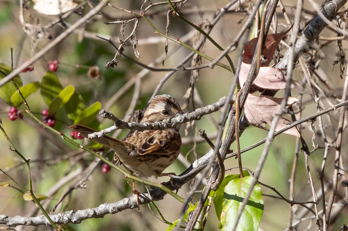 Song Sparrow - ML627437575