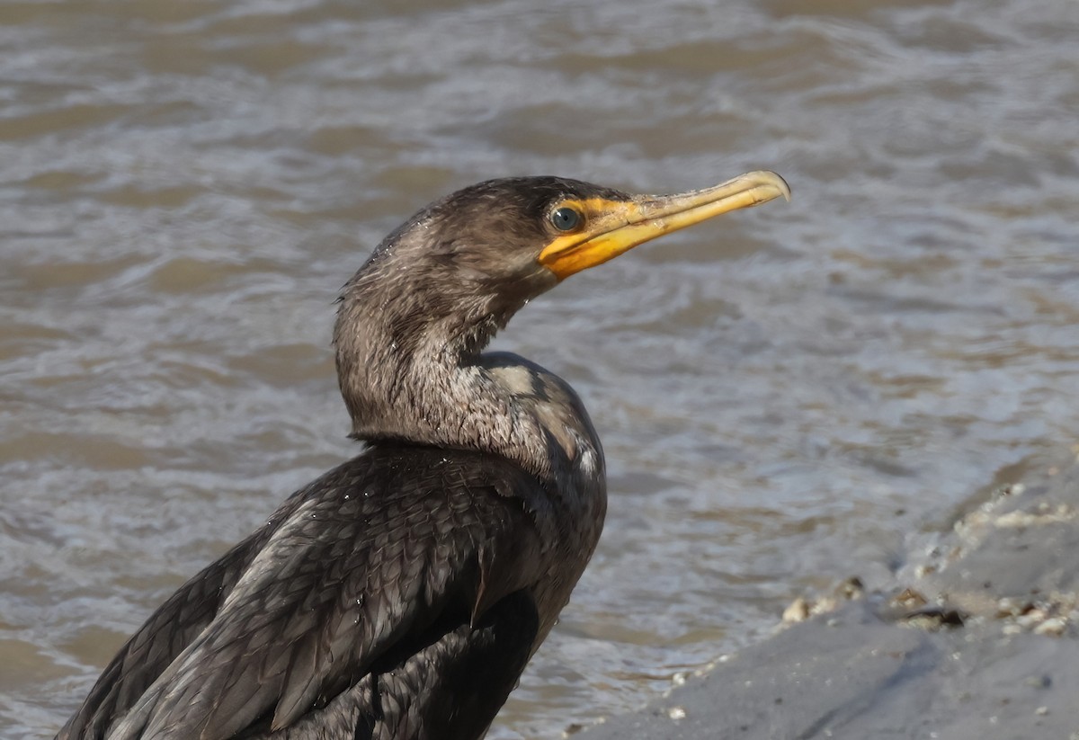 Double-crested Cormorant - ML627437577