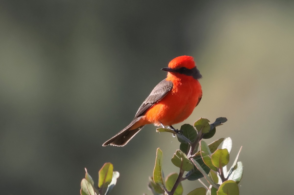 Vermilion Flycatcher - ML627437587