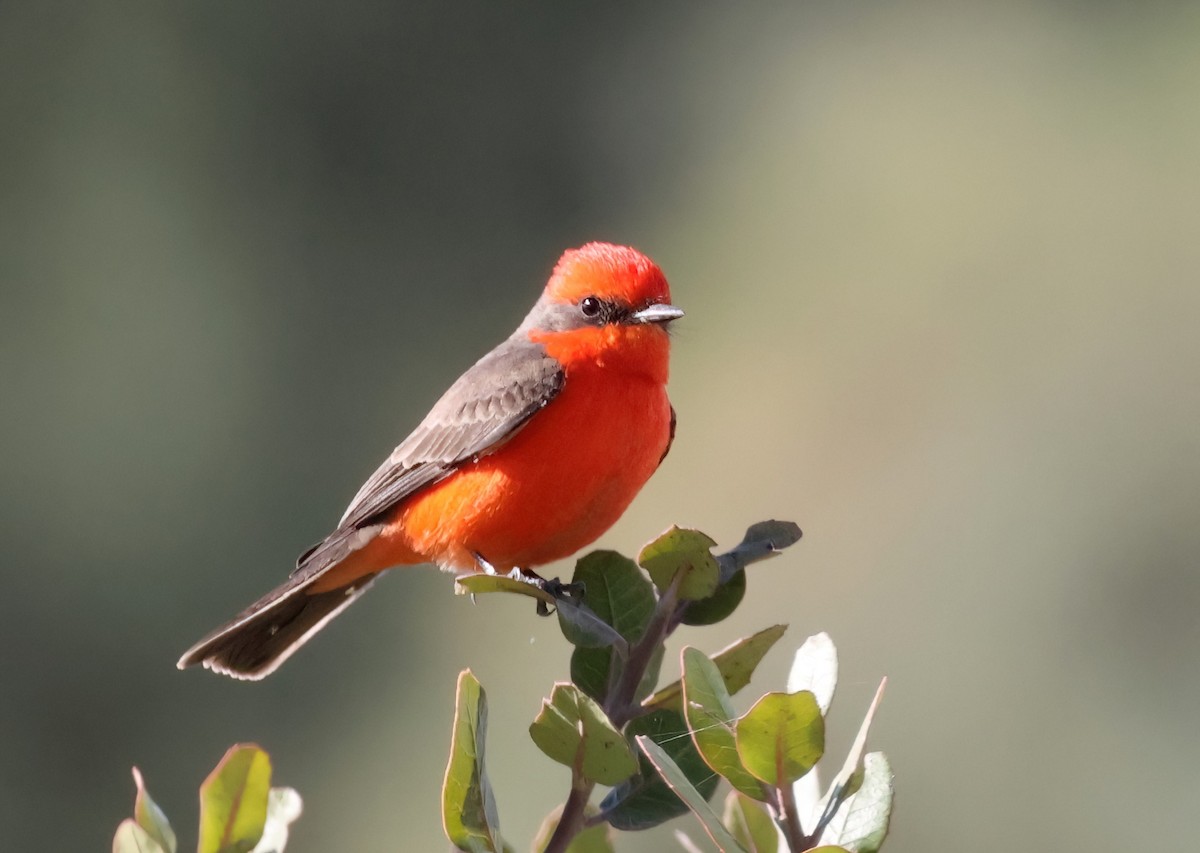 Vermilion Flycatcher - ML627437588