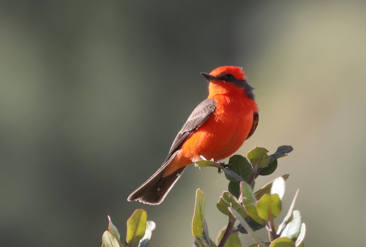 Vermilion Flycatcher - ML627437589