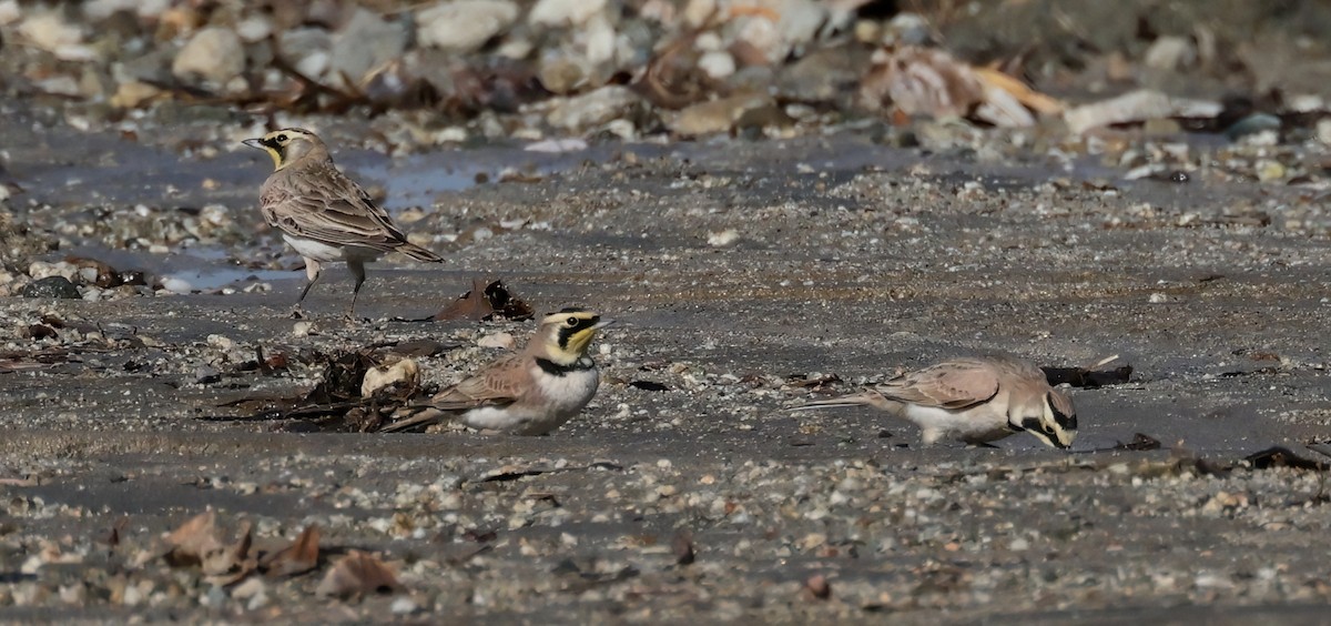 Horned Lark - ML627437602