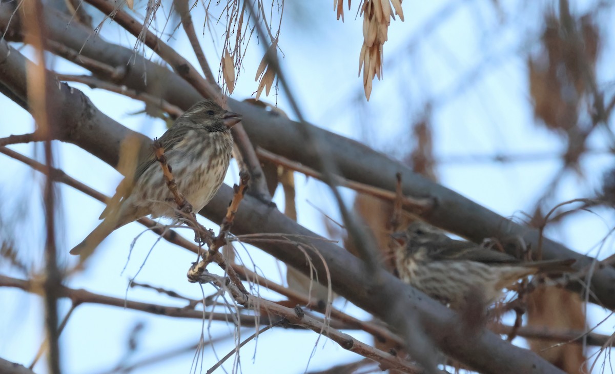 Purple Finch - ML627437608