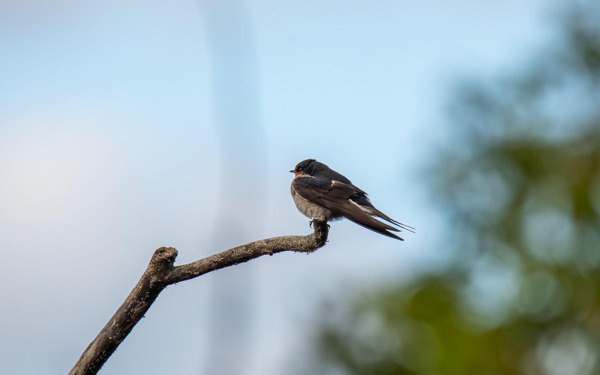 Welcome Swallow - ML627437659