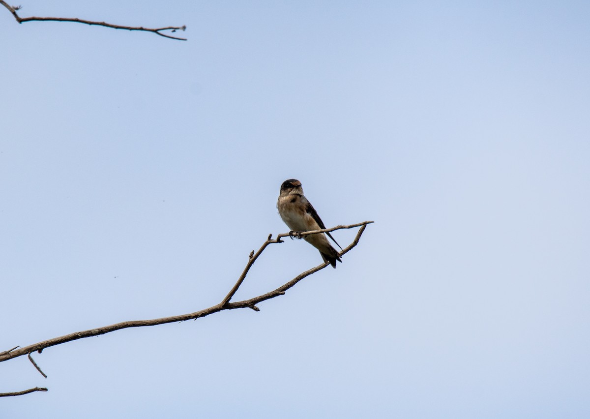 Tree Martin - ML627437815