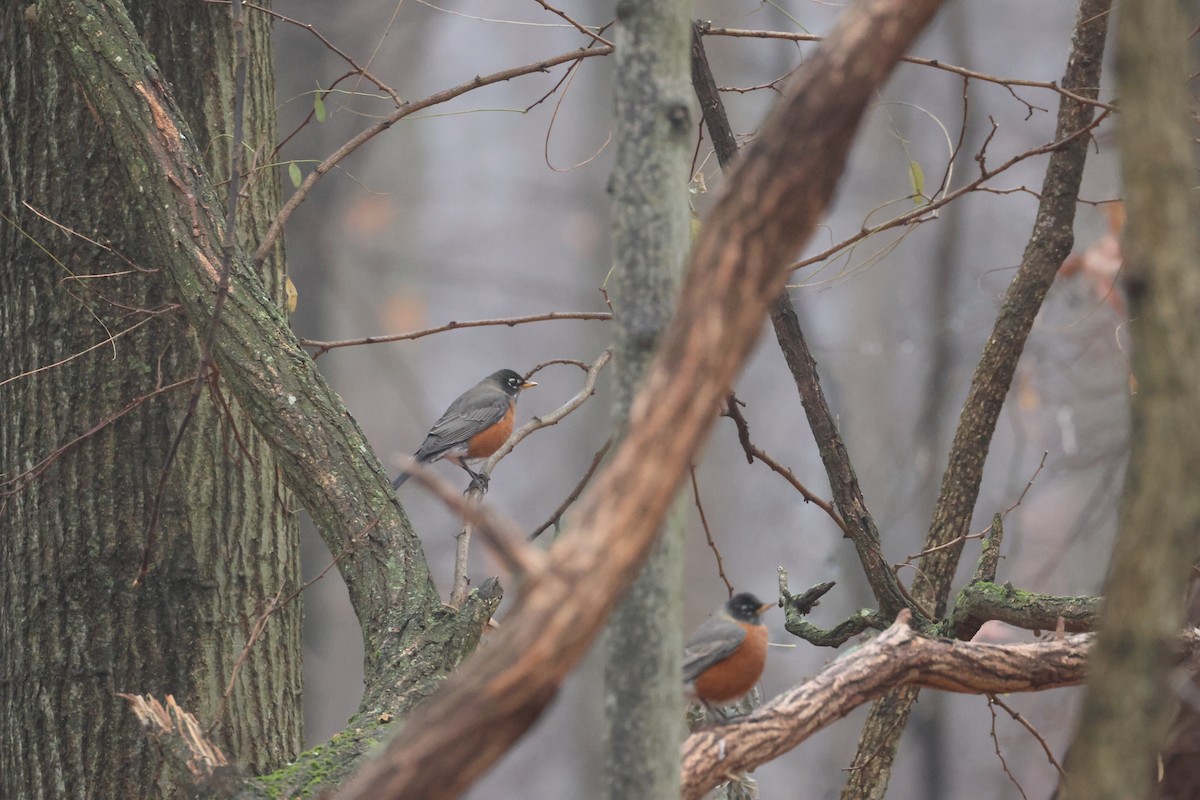 American Robin - ML627437865