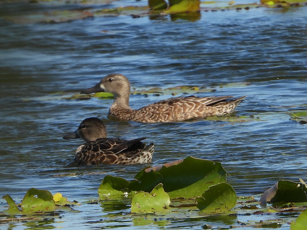 Blue-winged Teal - ML627437892