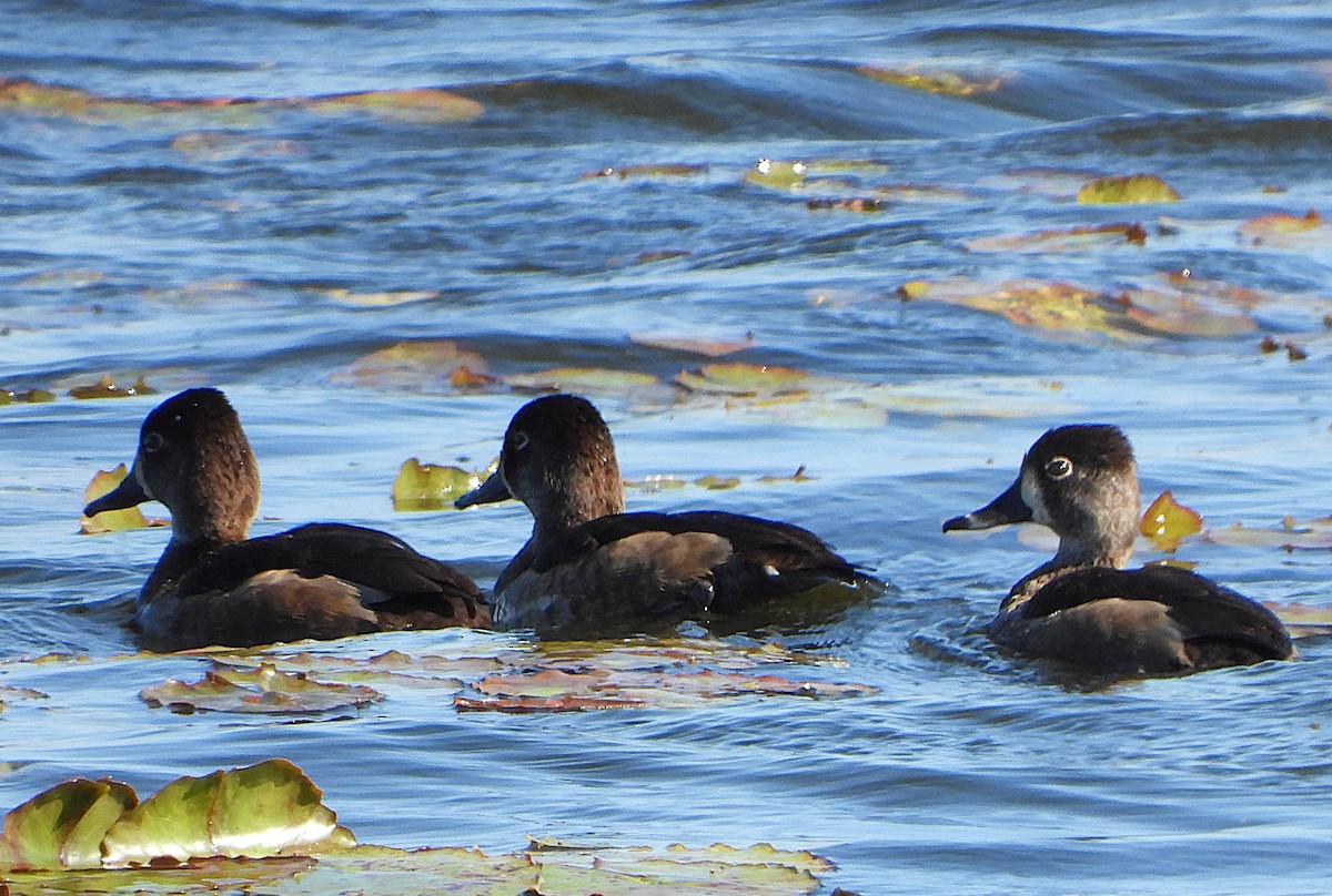 Ring-necked Duck - ML627437897