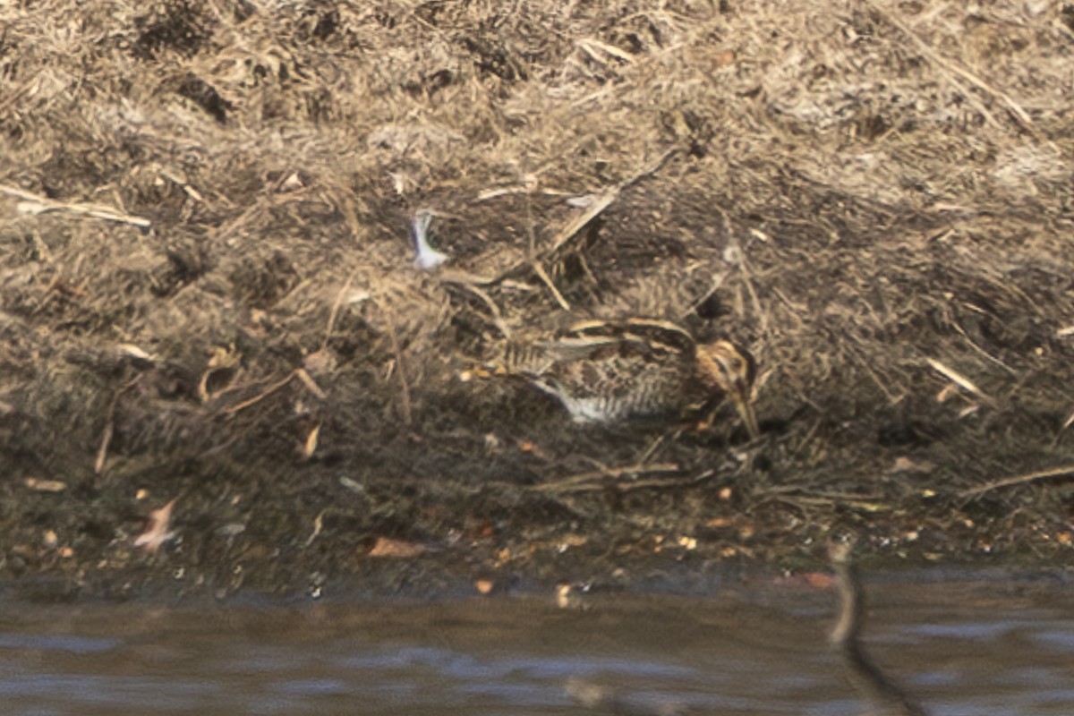 Wilson's Snipe - ML627437918