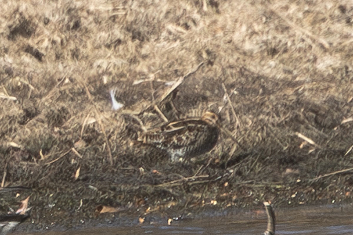 Wilson's Snipe - ML627437919