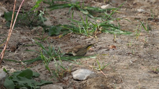 Palm Warbler (Western) - ML627437924