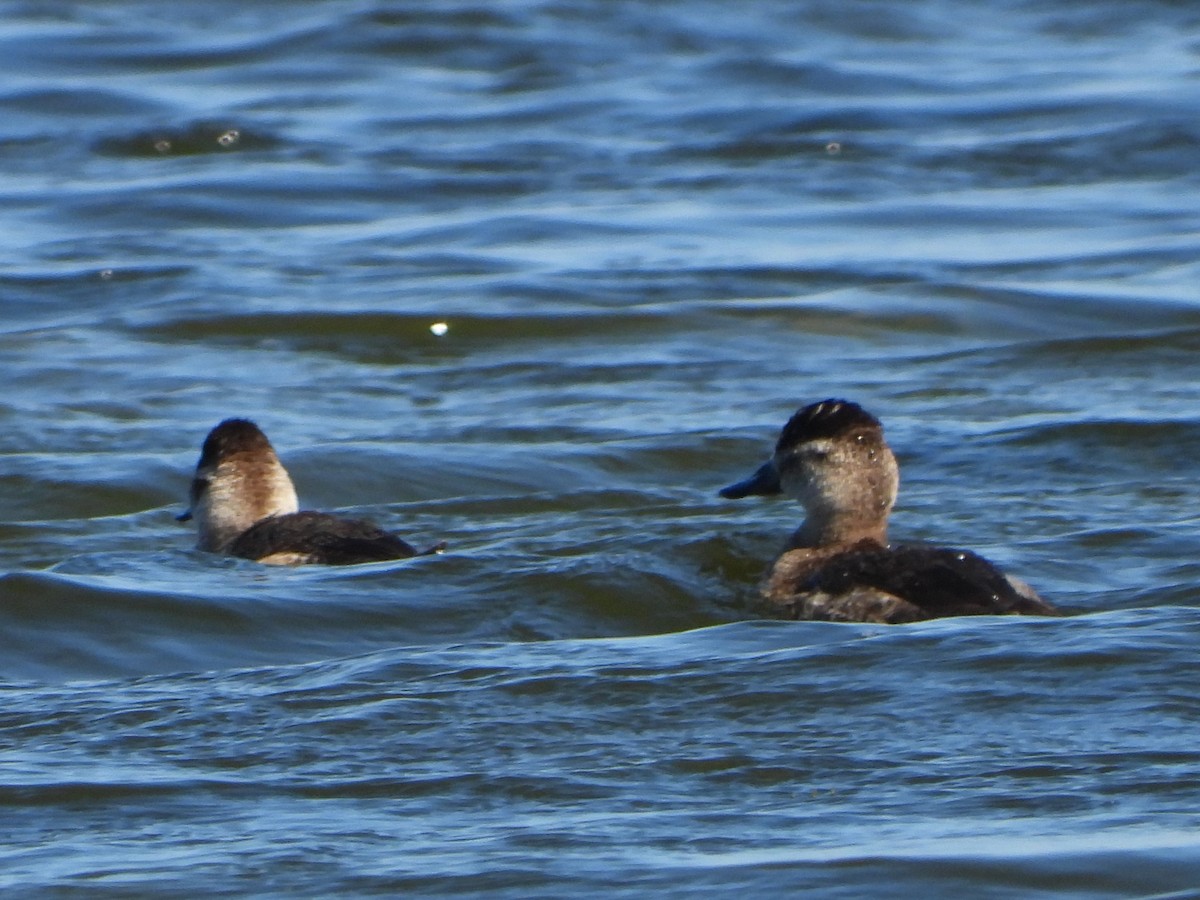 Ruddy Duck - ML627437926