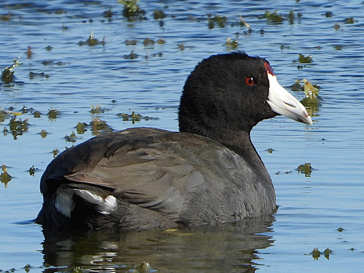 American Coot - ML627437932