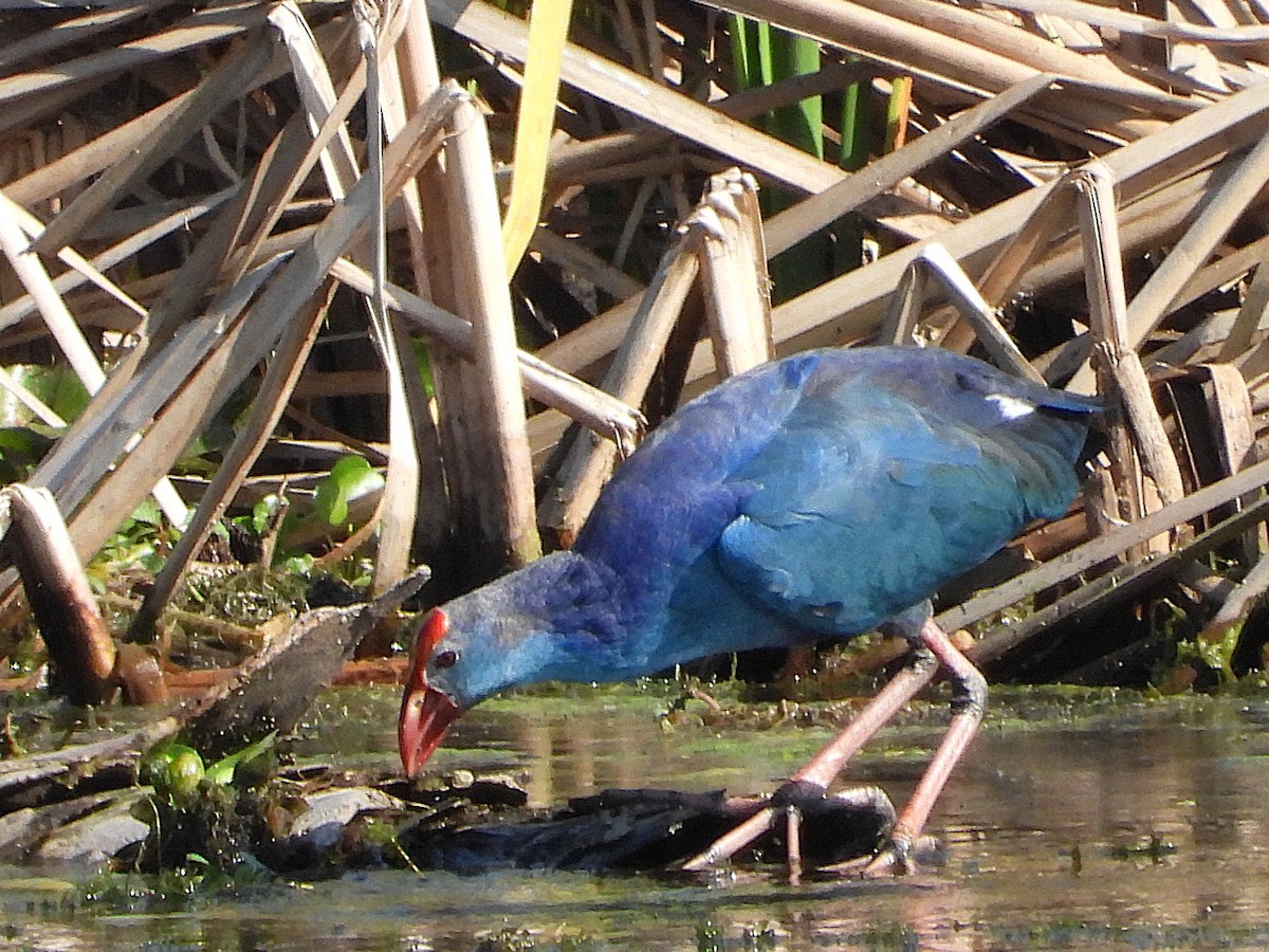 Gray-headed Swamphen - ML627437944