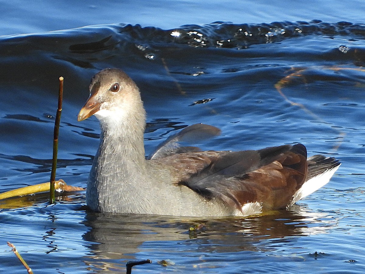 Common Gallinule - ML627437955