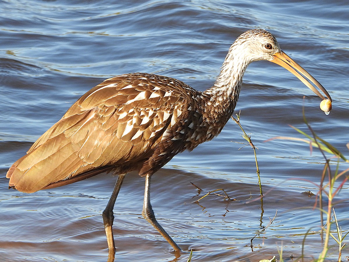 Limpkin - ML627437960