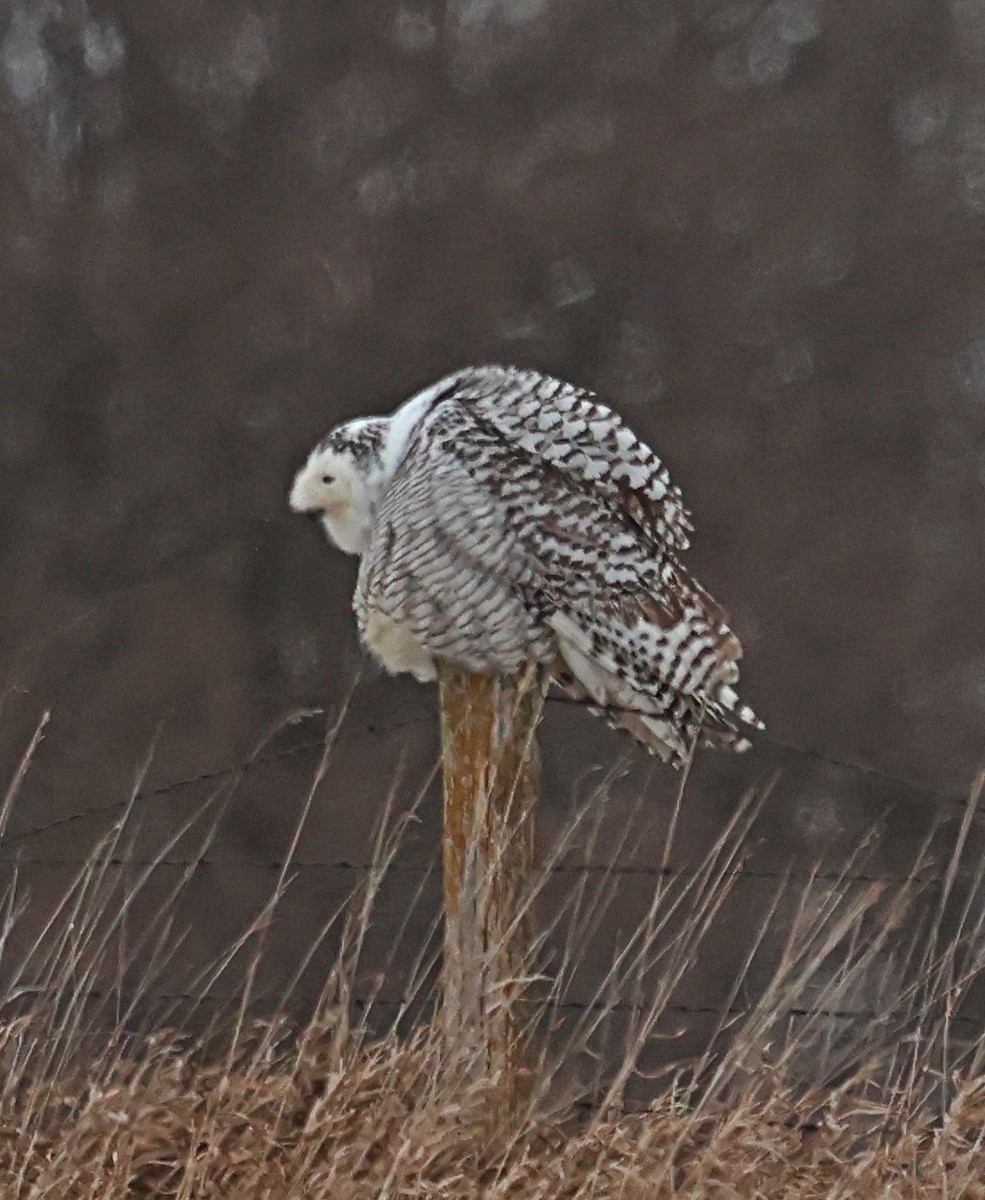 Snowy Owl - ML627437965