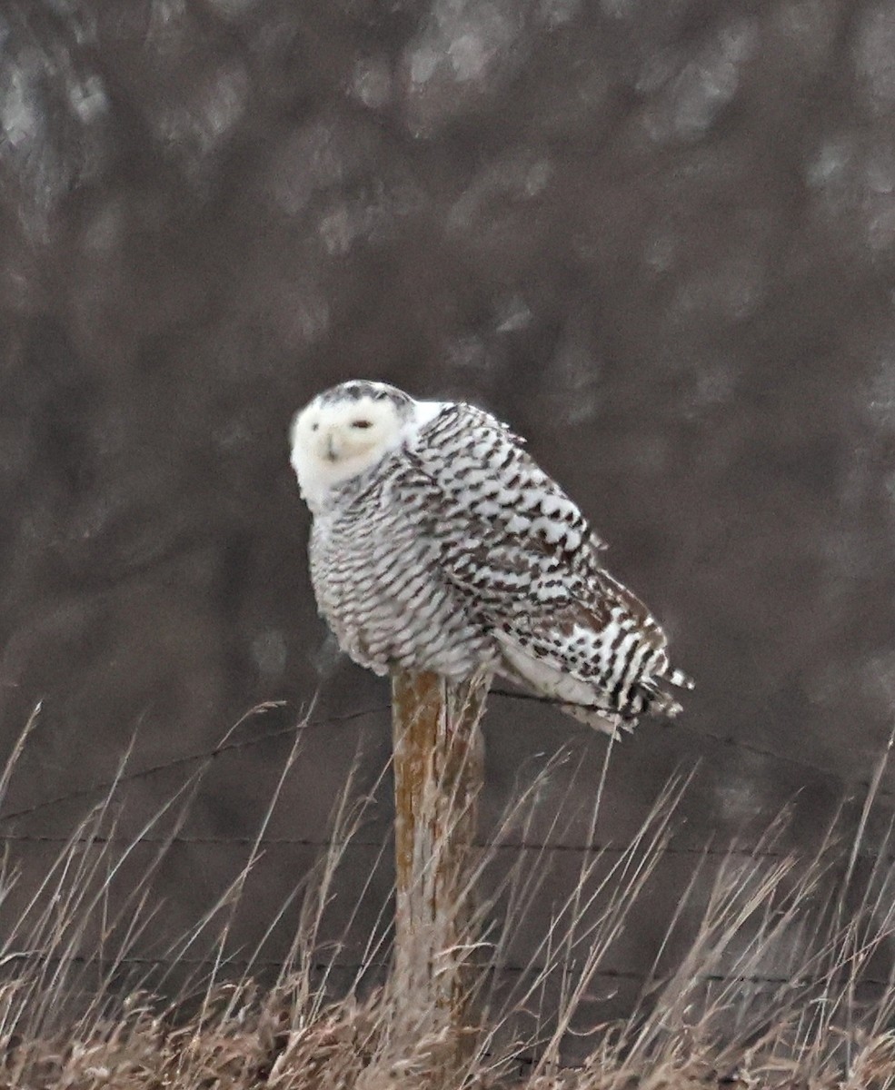 Snowy Owl - Mark Madsen