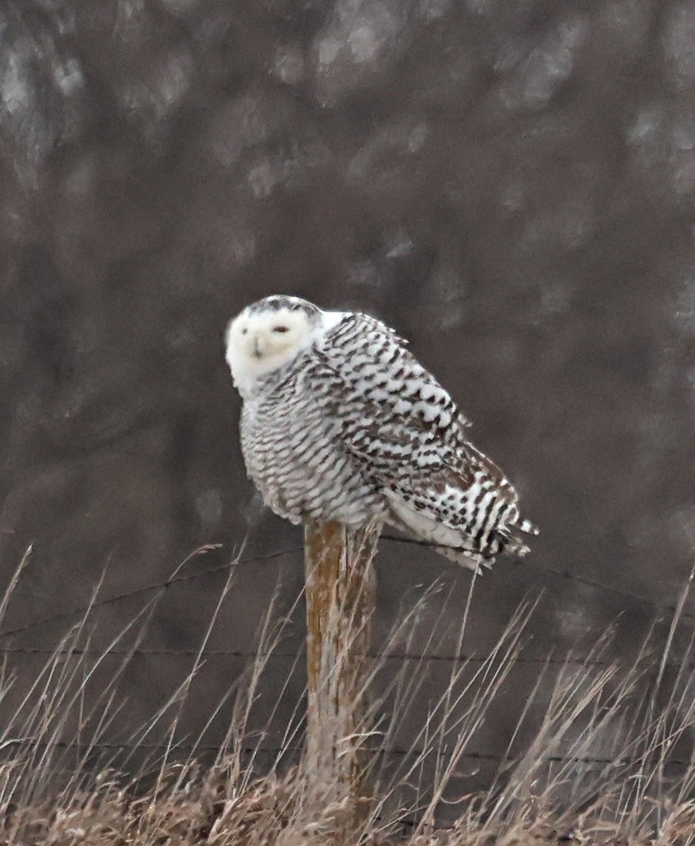 Snowy Owl - ML627437966