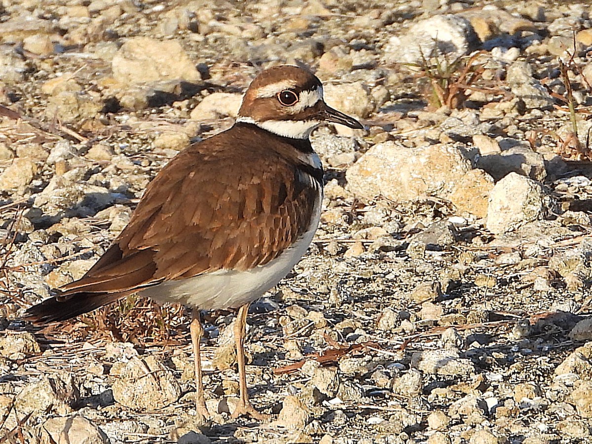 Killdeer - ML627437967