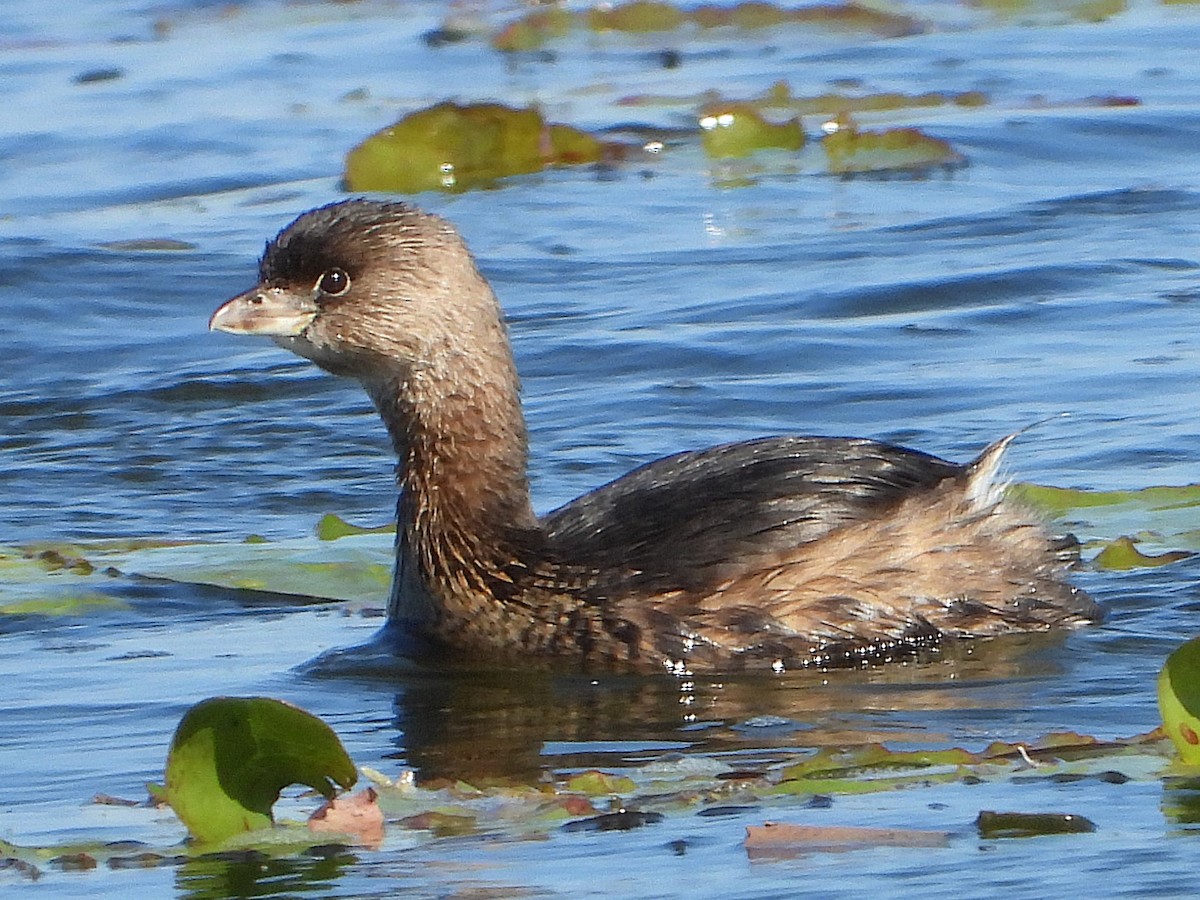 Pied-billed Grebe - ML627437973