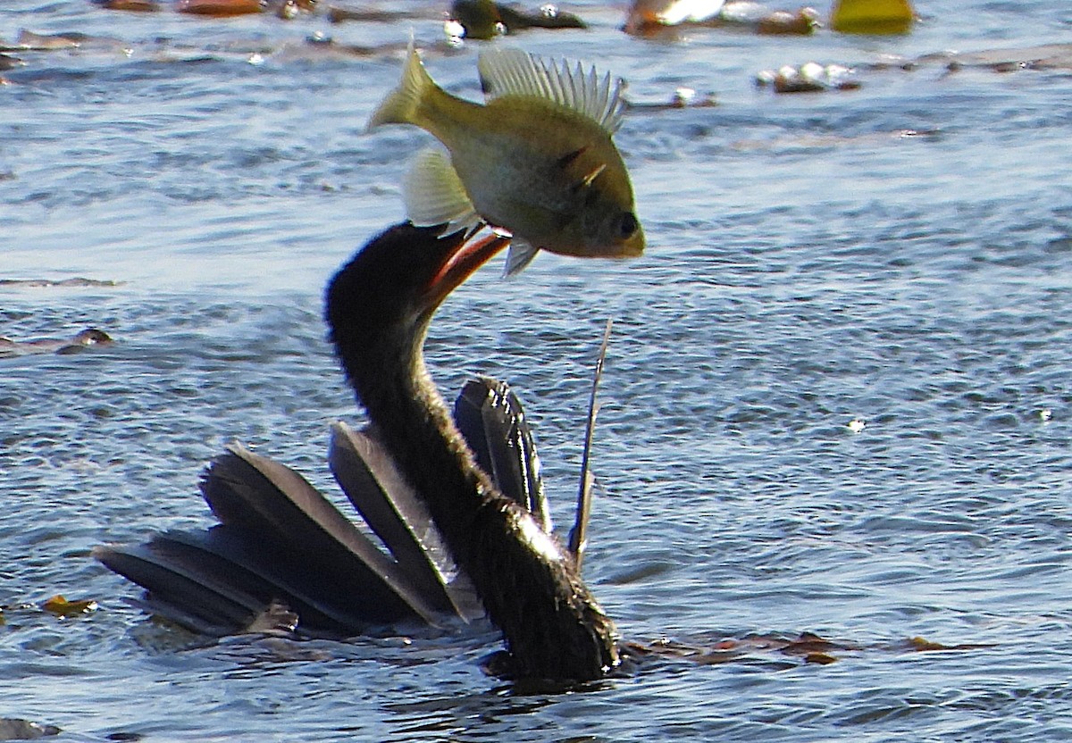 Anhinga - ML627437977