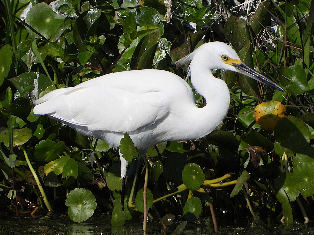 Snowy Egret - ML627437985