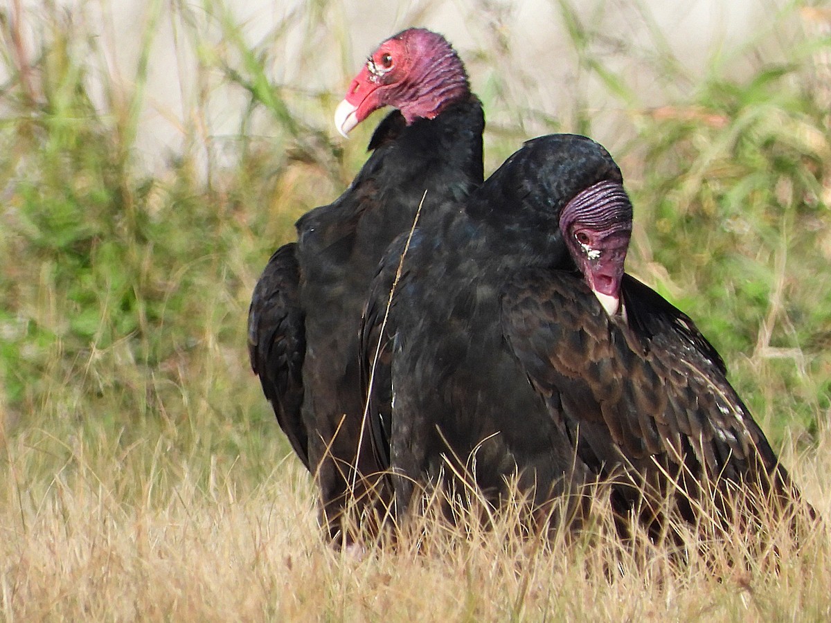 Turkey Vulture - ML627437989