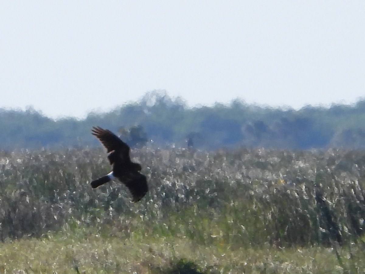 Northern Harrier - ML627437993