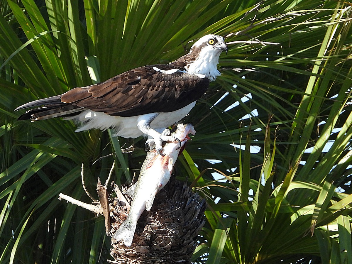 Osprey - ML627437999