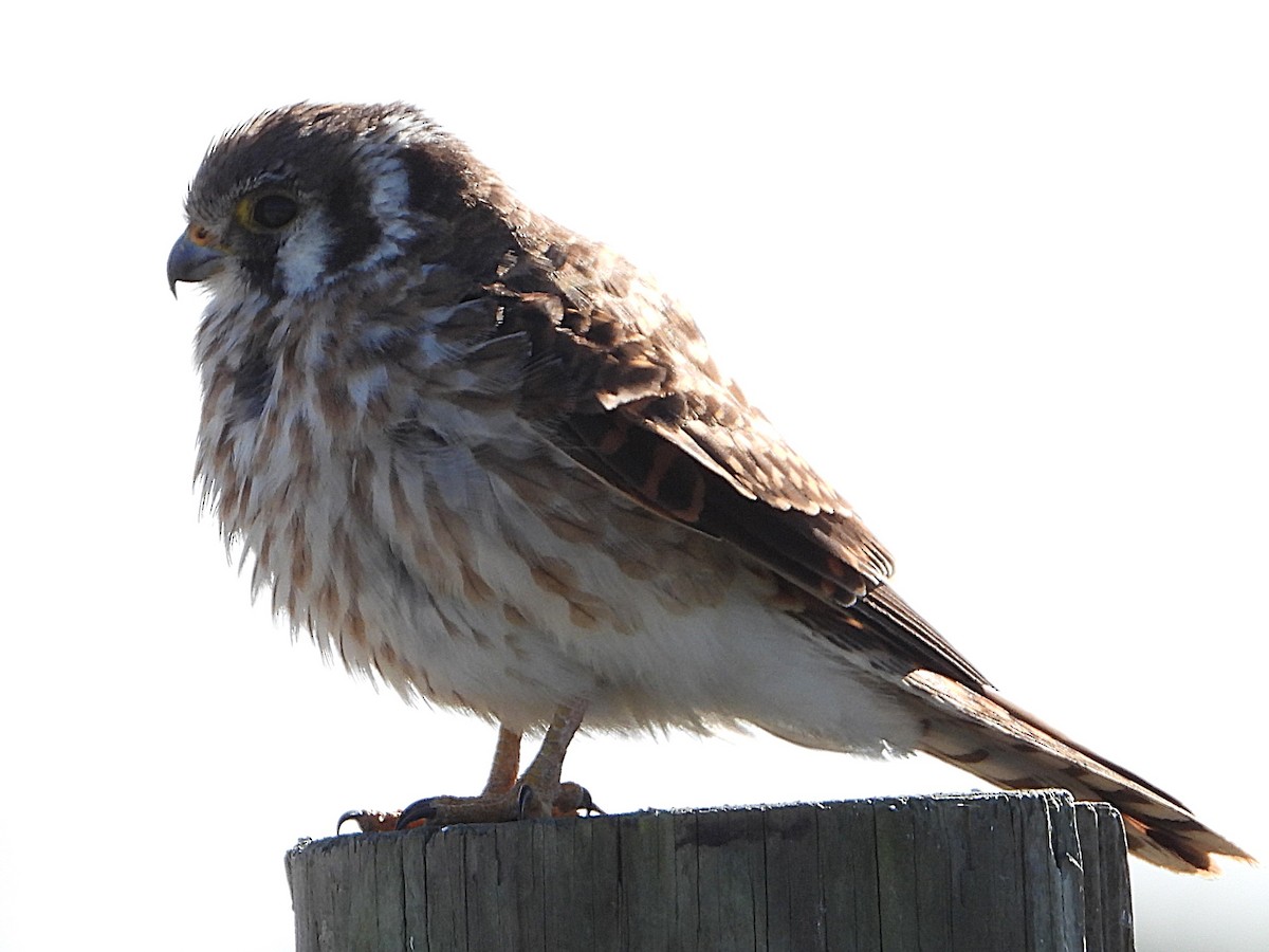 American Kestrel - ML627438005