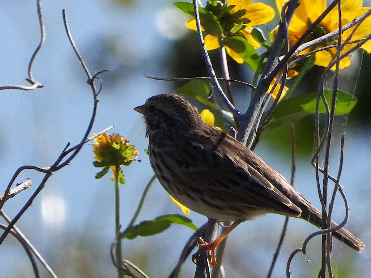 Savannah Sparrow - ML627438019