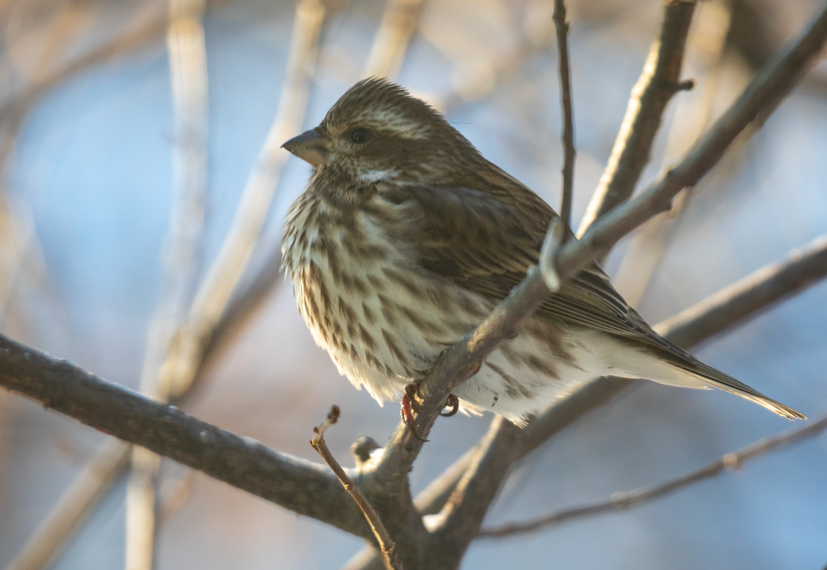 Purple Finch - ML627438068