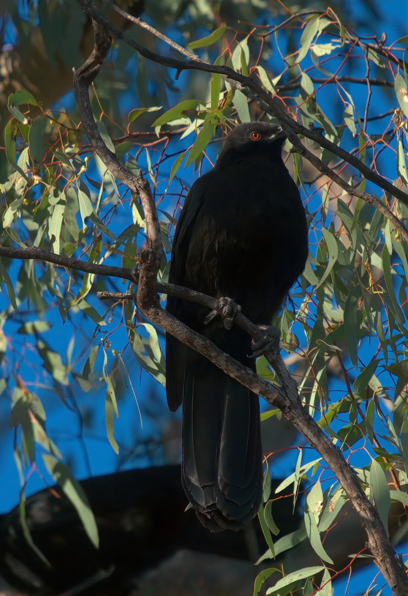 White-winged Chough - ML627438088